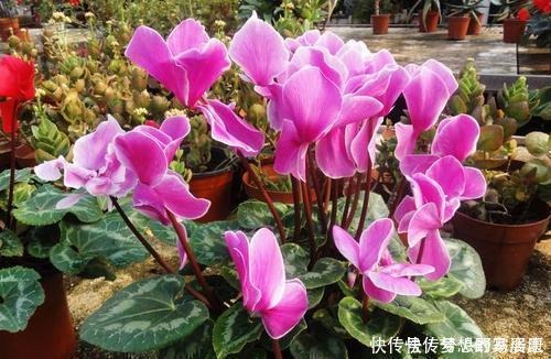 仙客来开败后,不要急着丢,2种方法,明年还能再次开花!