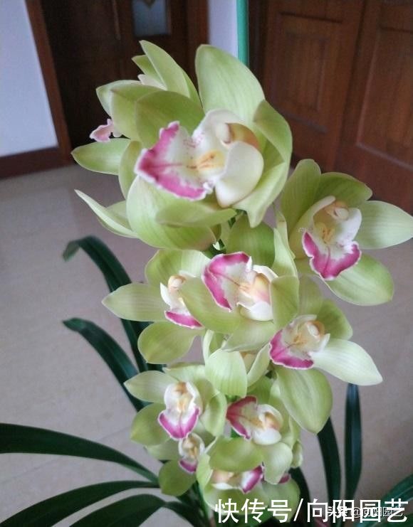 适合北方养的“兰花”,进口洋兰,开花6个月,适合放在客厅