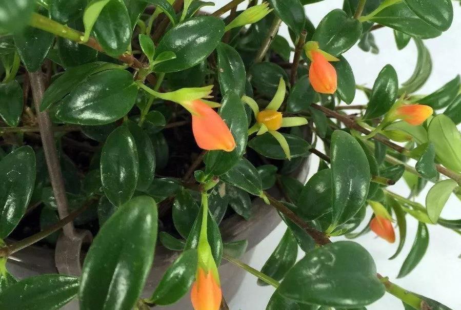 美极了|这款吊兰的花朵形似金鱼，风一吹，游来游去，美极了！