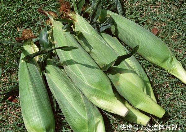 保存玉米|新鲜玉米怎么保存我来教你,即便是冬天也能吃到
