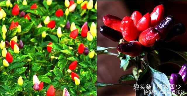 移栽|既好看，又好吃的七彩辣椒，你会错过在你的花盆么