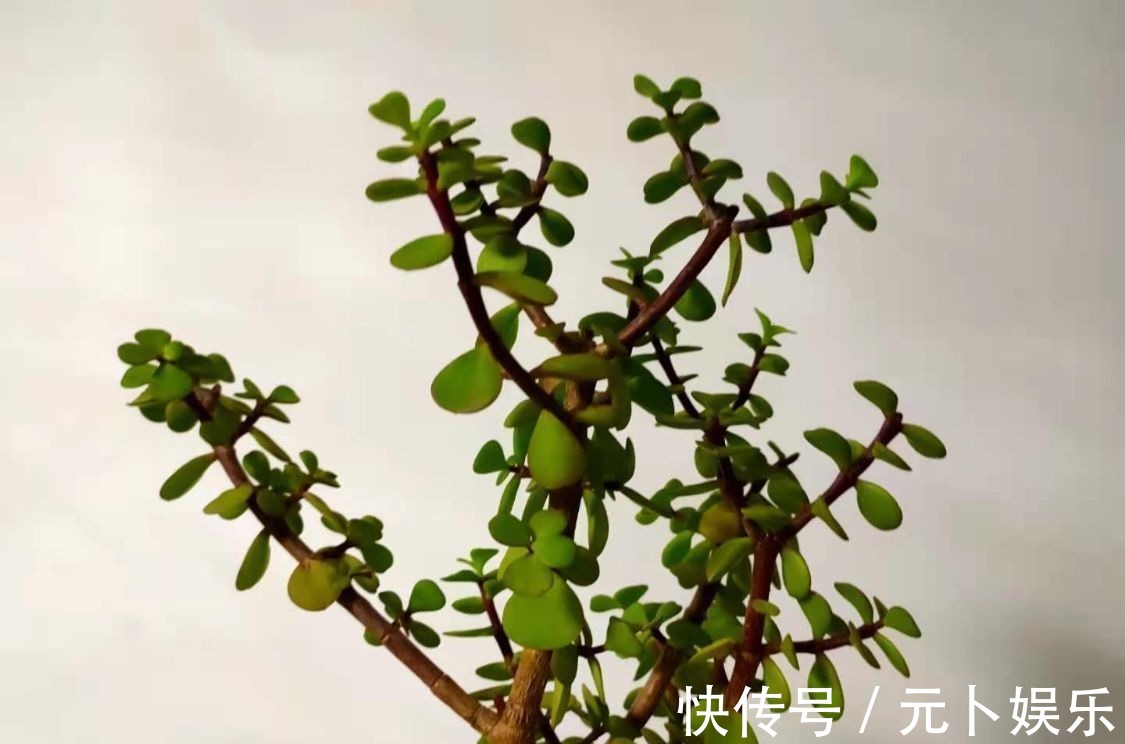浇水|盆栽金枝玉叶,学会5个养护小技巧,枝叶茂盛,2年长成小“老桩”
