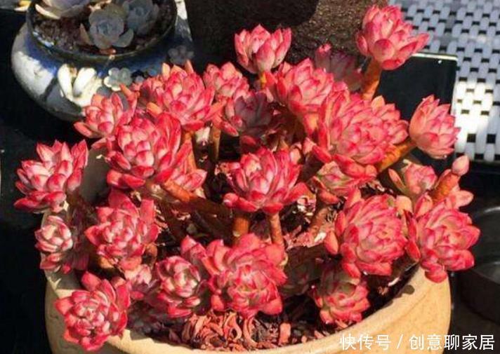 一要|多肉红不红就靠2点,一要看养护,二要看摆放,才能养出美状态