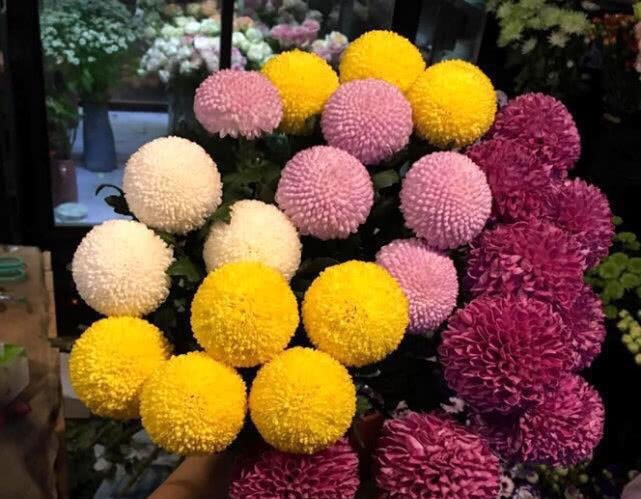 花卉|此花“圆滚滚”,寓意爱情美满,家养一盆,年年赏花不停歇!