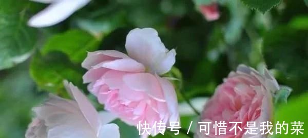 奥斯汀|推荐15种欧月月季任你选，开花最多、花量最大，超美！