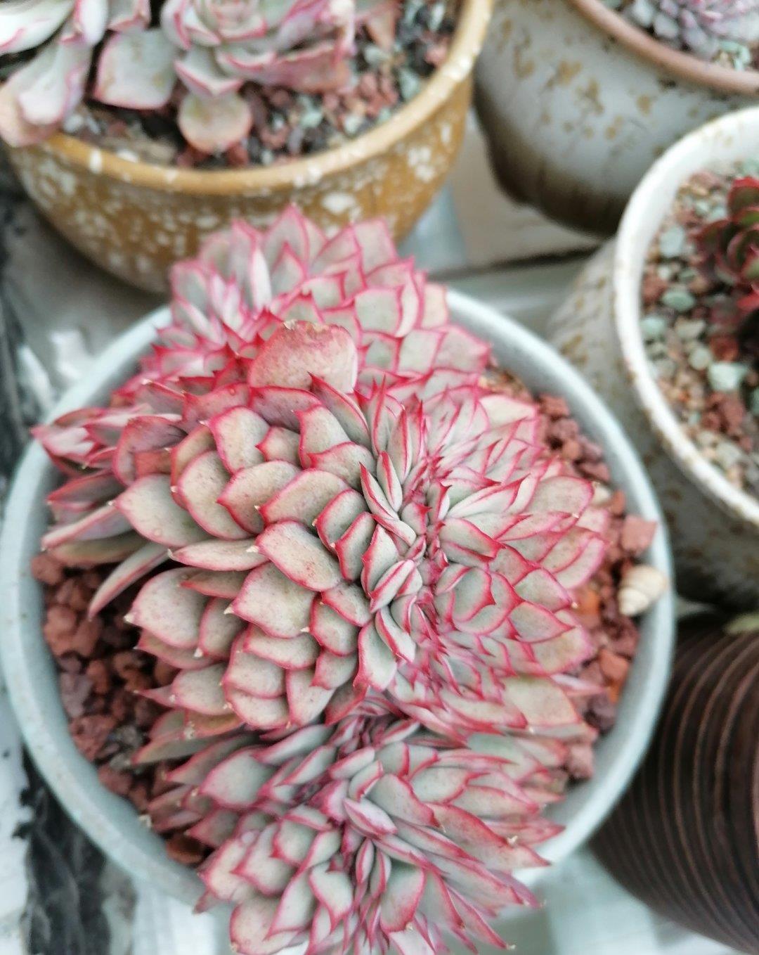 被低估的“三多肉”,叶片自带“果香味”,小半年缀成群生肉墩子