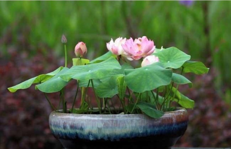 扶桑花|有钱人都喜欢种的4种花拥有花开不败、招财进宝的寓意