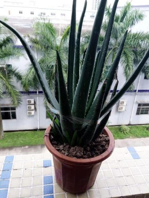  植株|养花该怎么强根壮根？用上此种水，植株叶绿如墨染、开花还抱团