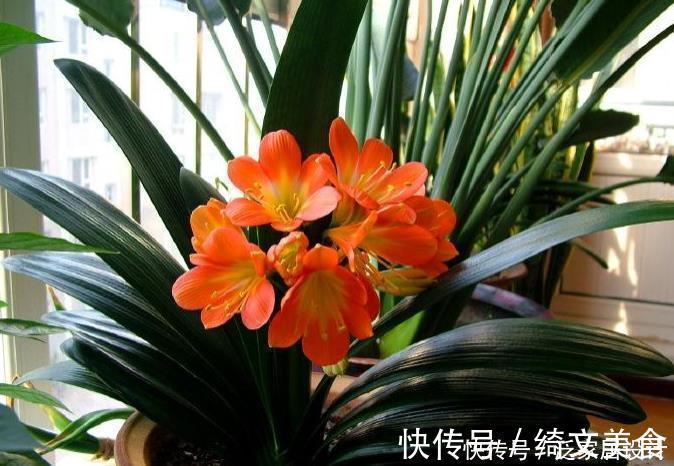 花盆|“翩翩”君子兰总是烂根土壤里撒点“它”,肉根白胖不腐烂