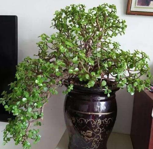 2种“镇宅树”,新年养1盆,“财运”越来越旺,观赏价值还高!