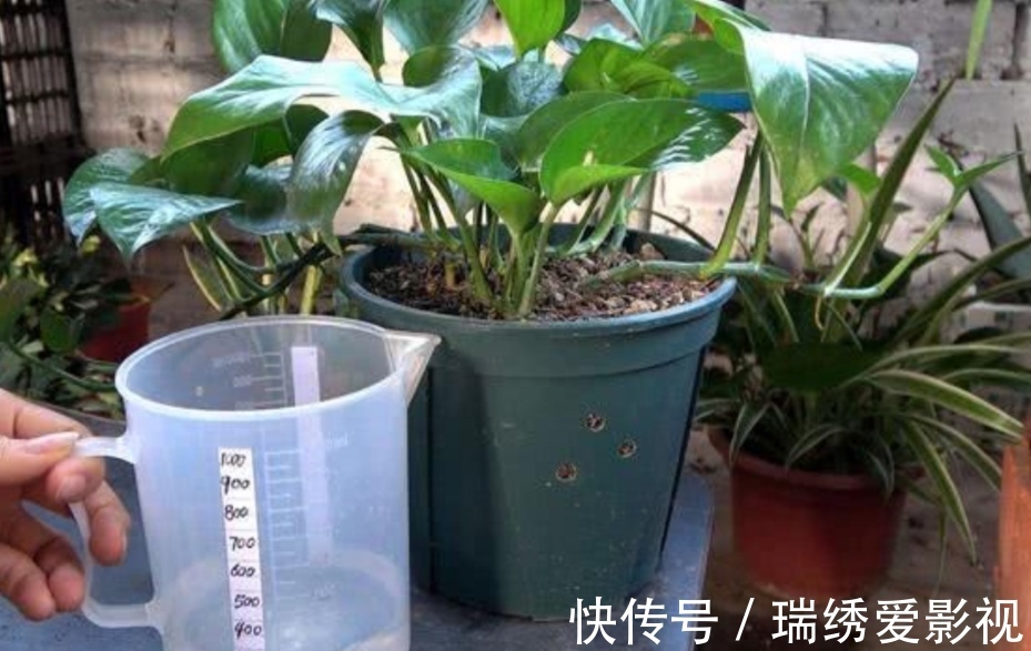 绿萝喜欢喝“2种水”,半个月浇一次,叶子变得油绿又光亮
