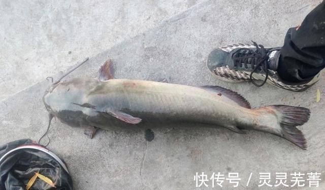 男子|郑州男子钓获“巨型黄辣丁”,1米多长,网友一锅炖不下!