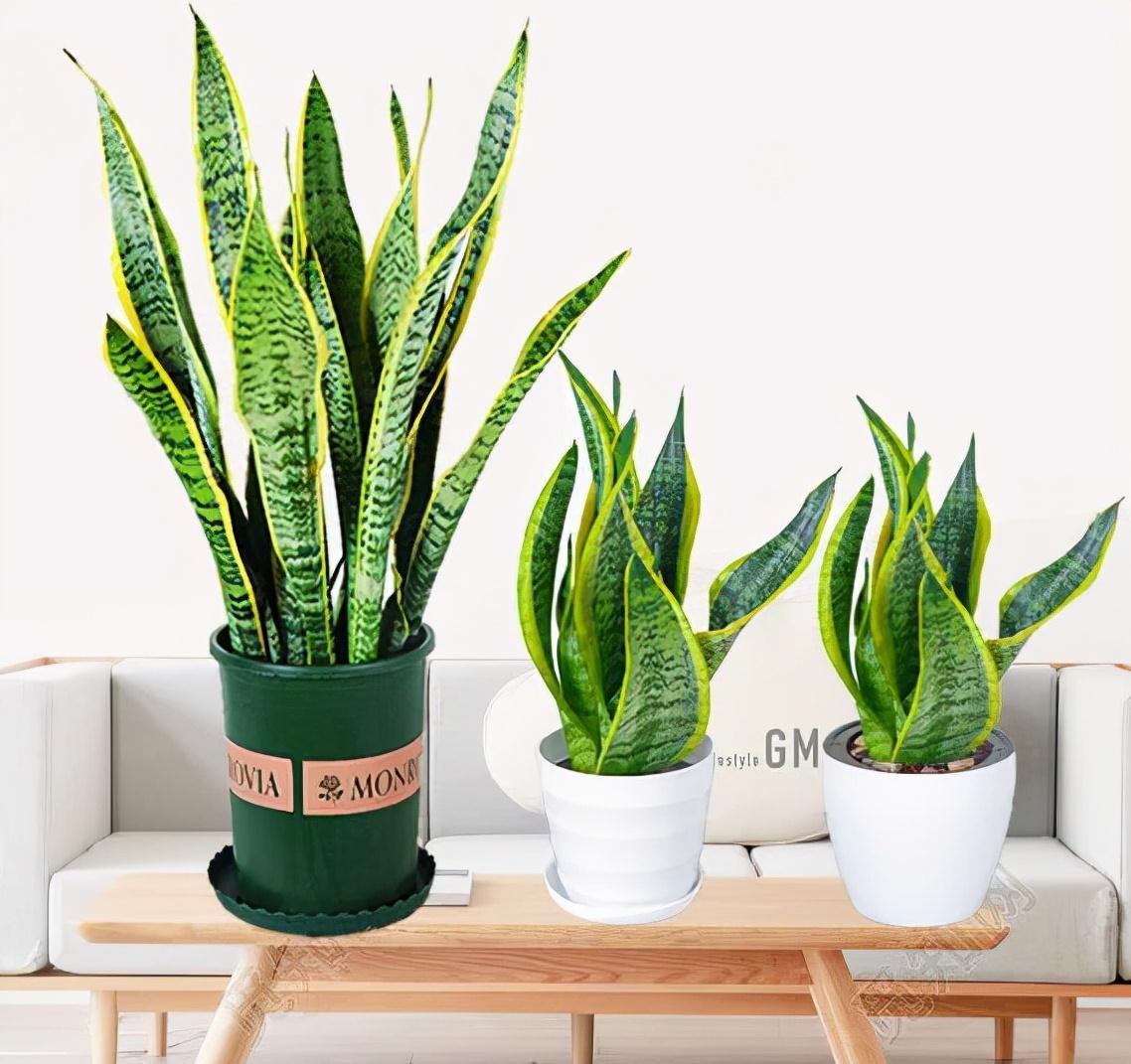 四种皮实花，观赏价值高，还寓意吉祥，能净化空气，值得拥有