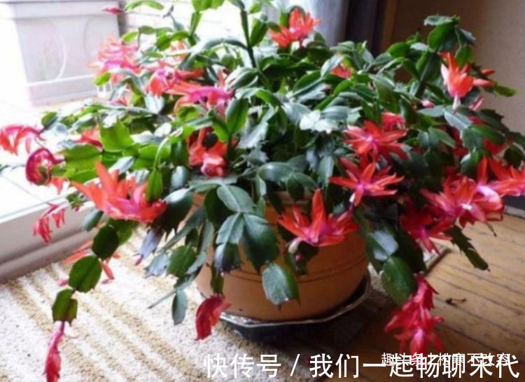 家养此款花卉,浇水越多烂根越快,30天不管,开出漂亮花!