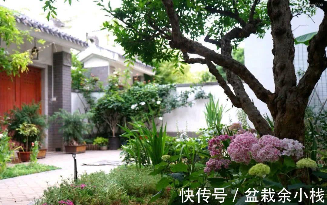 茶花|有钱人家的院子,爱养这4种花,高档有品味,富贵又典雅