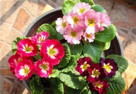 养花试试这几款，一花两色，花香浓郁，集美丽与香味的品种