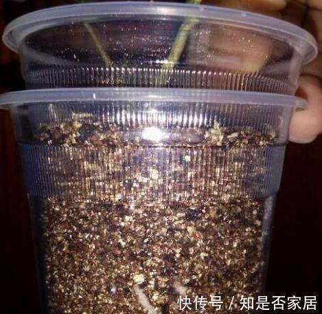 天竺葵|这花花期长又漂亮,一个扦插小窍门,十天生根,轻松爆盆开成花球