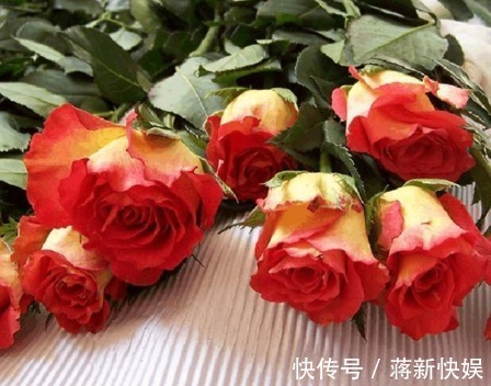 新手养花，不如养盆花中精品“彩纸口红”，花开如唇彩，清新秀丽