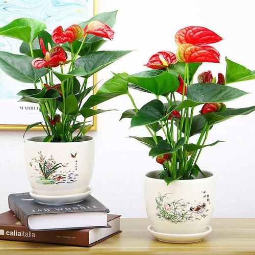 家里采光差,还想养花?5种“耐阴花”,不见太阳,也能四季开花