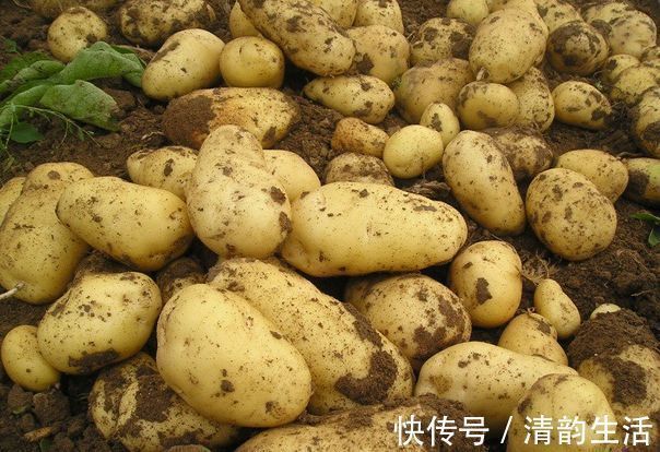 莴笋素|想长寿先会吃,几种食物离不开,滋补身体,补血活血、补益身体