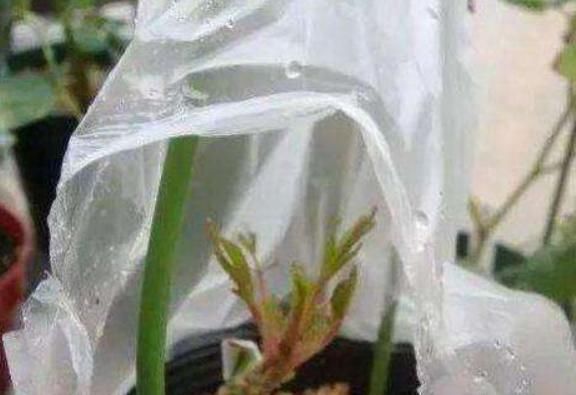 当家中没人时，用上几种无人补水的方法，不再担心花草干旱、枯萎