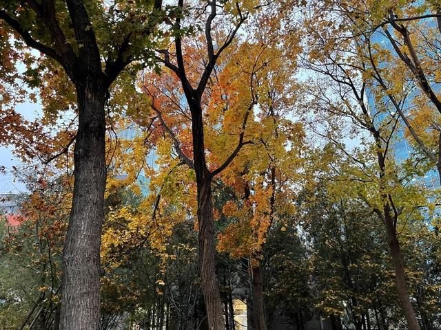 iPhone|选iPhone 12 Pro还是选Max 看完再决定买哪个！