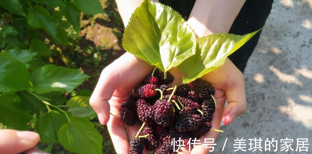 血虚便秘|一颗桑葚却能抵多味中药,常吃桑葚,会收获4大好处,别错过