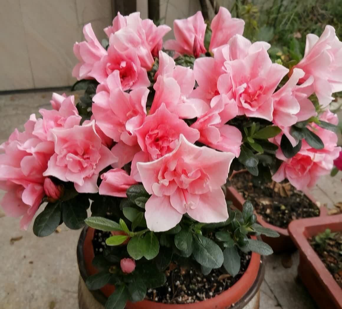 杜鹃花在春天，灌一次硫酸亚铁，不黄叶子，长的欢，花满枝