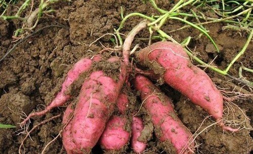 性命|父子冒着丢掉性命的风险,从国外带回一件宝物,救活了无数中国人