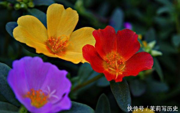 4种花花色鲜艳夺目，花朵美艳迷人，好养易活能爆盆