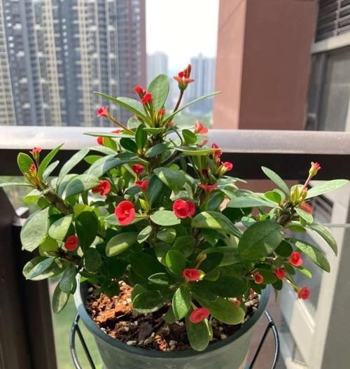 4种“开花机器”,现在养一盆正合适,放在家里三季有花,四季有景!