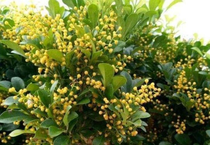 4种花很漂亮,好养易活能爆盆,开花漂亮花期长,谁养谁喜欢