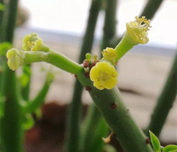 光棍树|养花:6种“丑八怪”,放在家里能镇宅,养的越久越气派