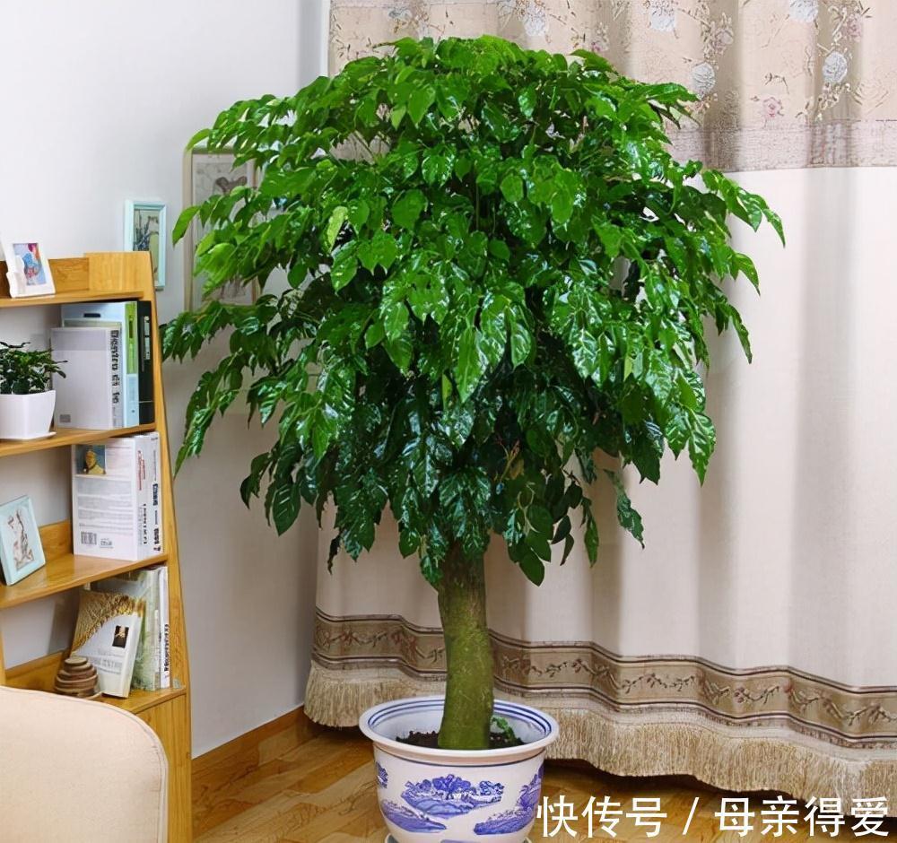 客厅见树，十家九富，6种富贵树，随便养一盆，子孙一直富