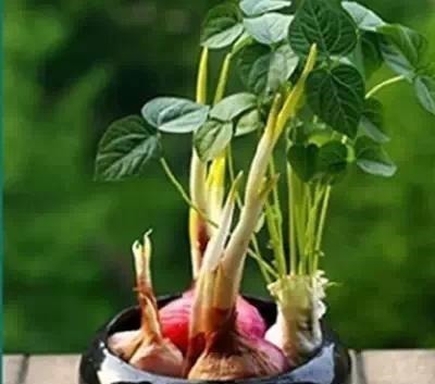 玻璃杯|5种蔬菜吃完根别扔,丢水里就疯长,7天养成花,比绿萝还要美