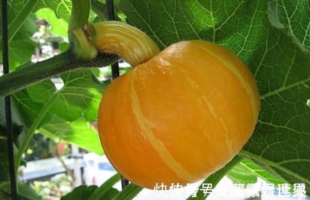 小米粥|消化科主任:想养胃的人,若多吃“三黄”,胃或会舒服点