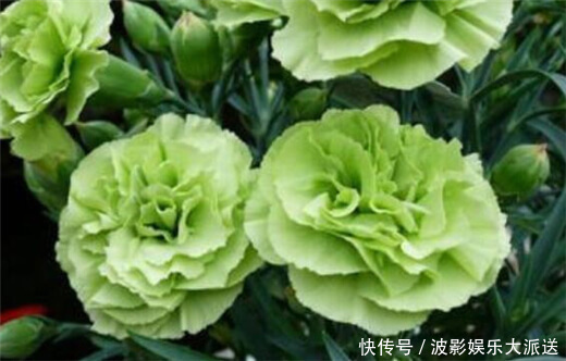 阳台养上一盆“它”花语健康有活力,花色“奇特”你值得拥有