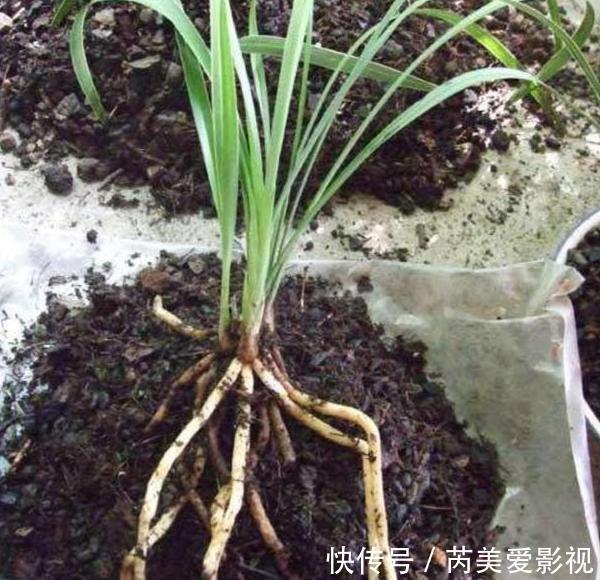 家里养花用它们做肥料,既能个个长爆盆,还能省下不少买肥钱