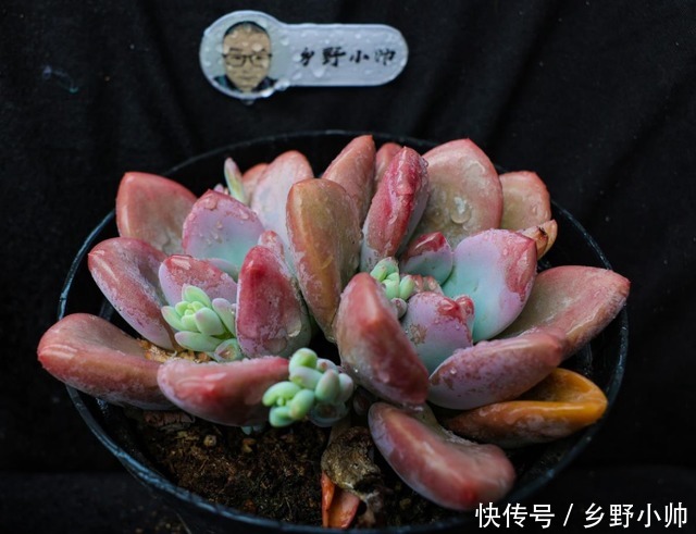 仙气飘飘|平时太忙懒得打理?这几种肉肉适合“懒人”放养也能仙气飘飘