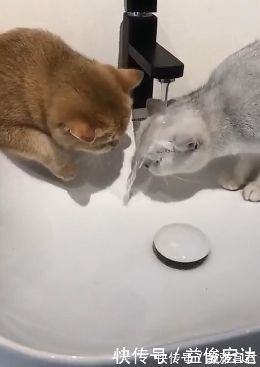 |两只猫水龙头下喝水,竟上演如此搞笑一幕,宠主看了笑到肚痛