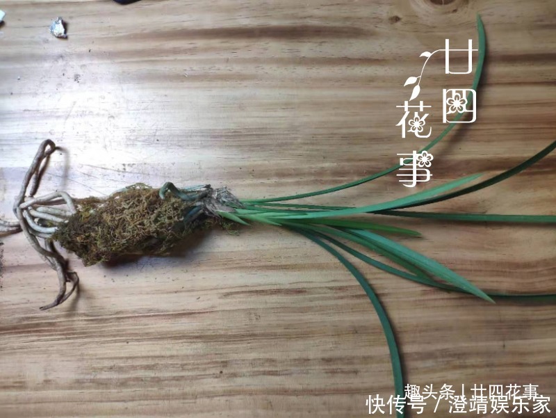 网购兰花服盆难,关键在于上盆前,简单4步服盆快,不僵苗发芽多