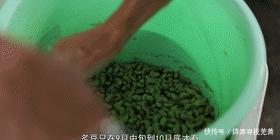 快没了|根本停不下来!金山这个有着百年历史的季节限定美食,再不吃就快没了……