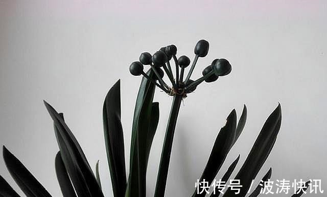 根系|想要繁殖君子兰,这“两种”方法最靠谱,用错方法,只会“徒劳”