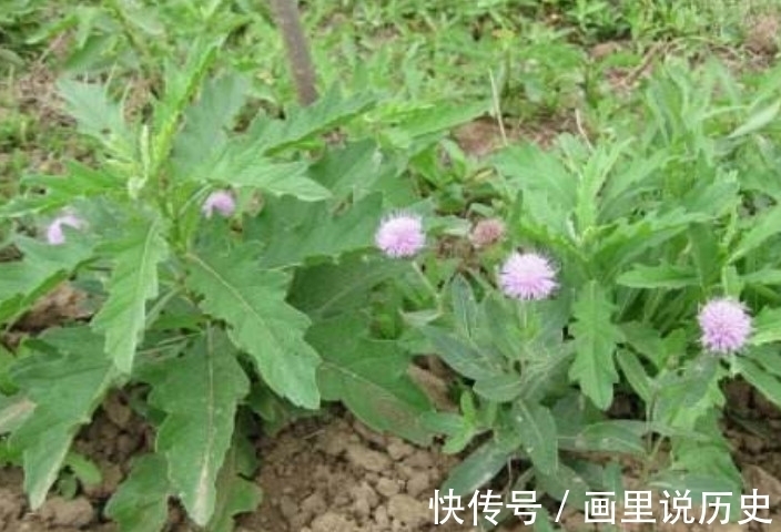 野草|这野菜含钙量很高，清热解毒效用高但遭人嫌弃，你们有吃过它吗