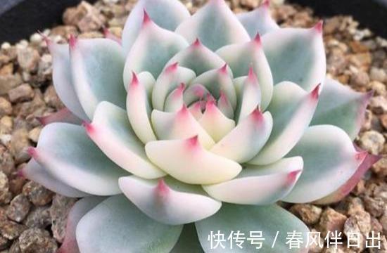 多肉植物|多肉吉娃娃叶片肥厚，叶尖红润似指尖，被誉为多肉里的杨贵妃