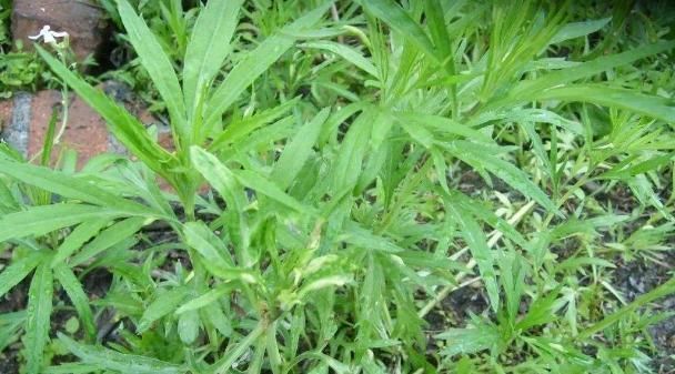 市场价|它常生长于河滩边,清香扑鼻用处广泛,市场价数十元一斤还难买到