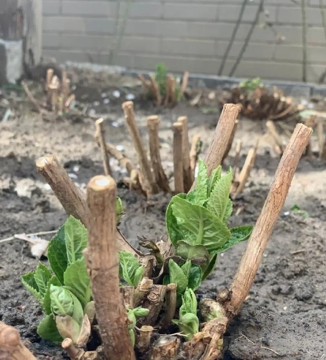 月季|3种花养在小盆里,2年变老桩,茎干粗壮开花香,1次能开50朵