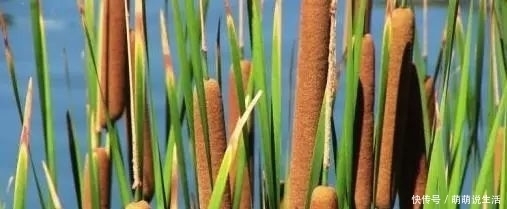 农村酷似香肠的植物，农民把它当杂草，殊不知营养美味价值高！