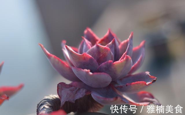 小株|发现一些晚霞多肉的老桩,在逆开挂区如何养出有状态的晚霞