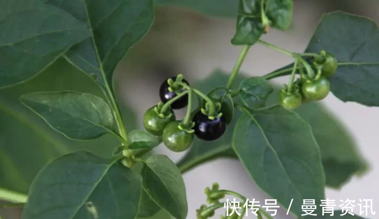 药用|农村一种“野草”以前农民见到就拔除,殊不知是一味名贵中药材!